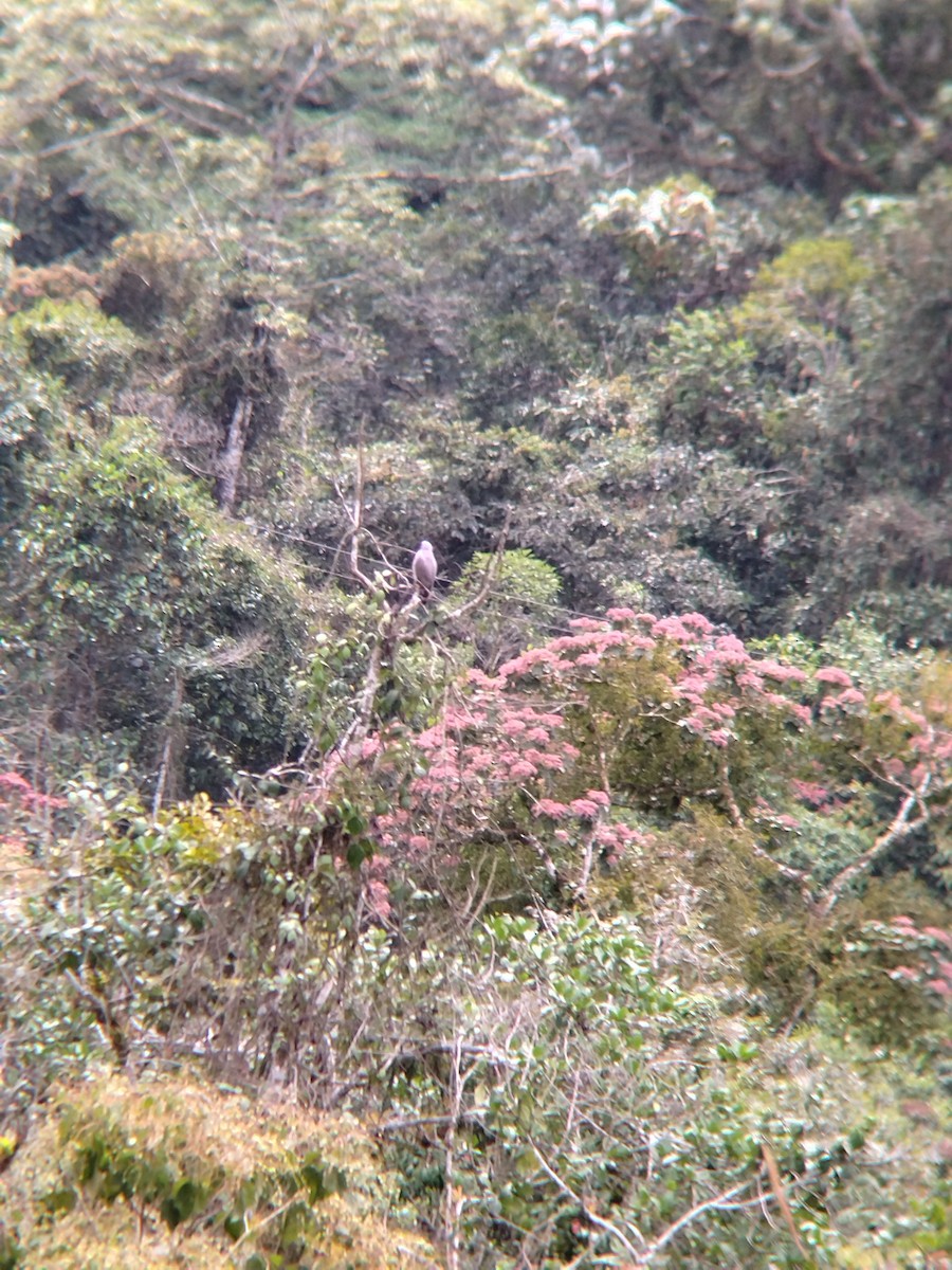 Roadside Hawk - ML646849911