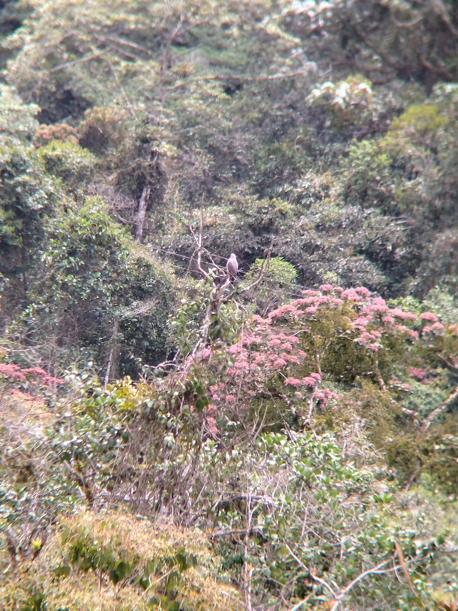 Roadside Hawk - ML646849912