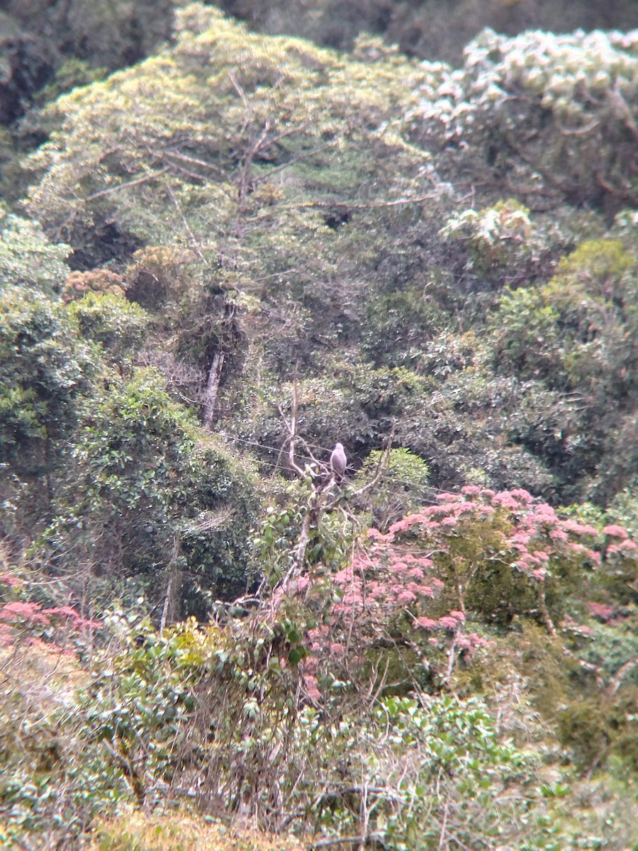Roadside Hawk - ML646849913