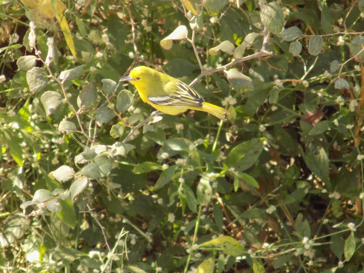 Common Iora - ML646849914