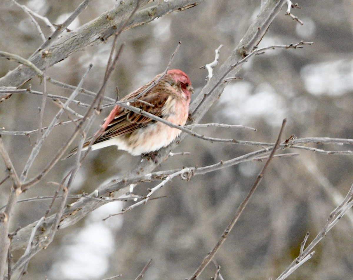 Purple Finch - ML646849915