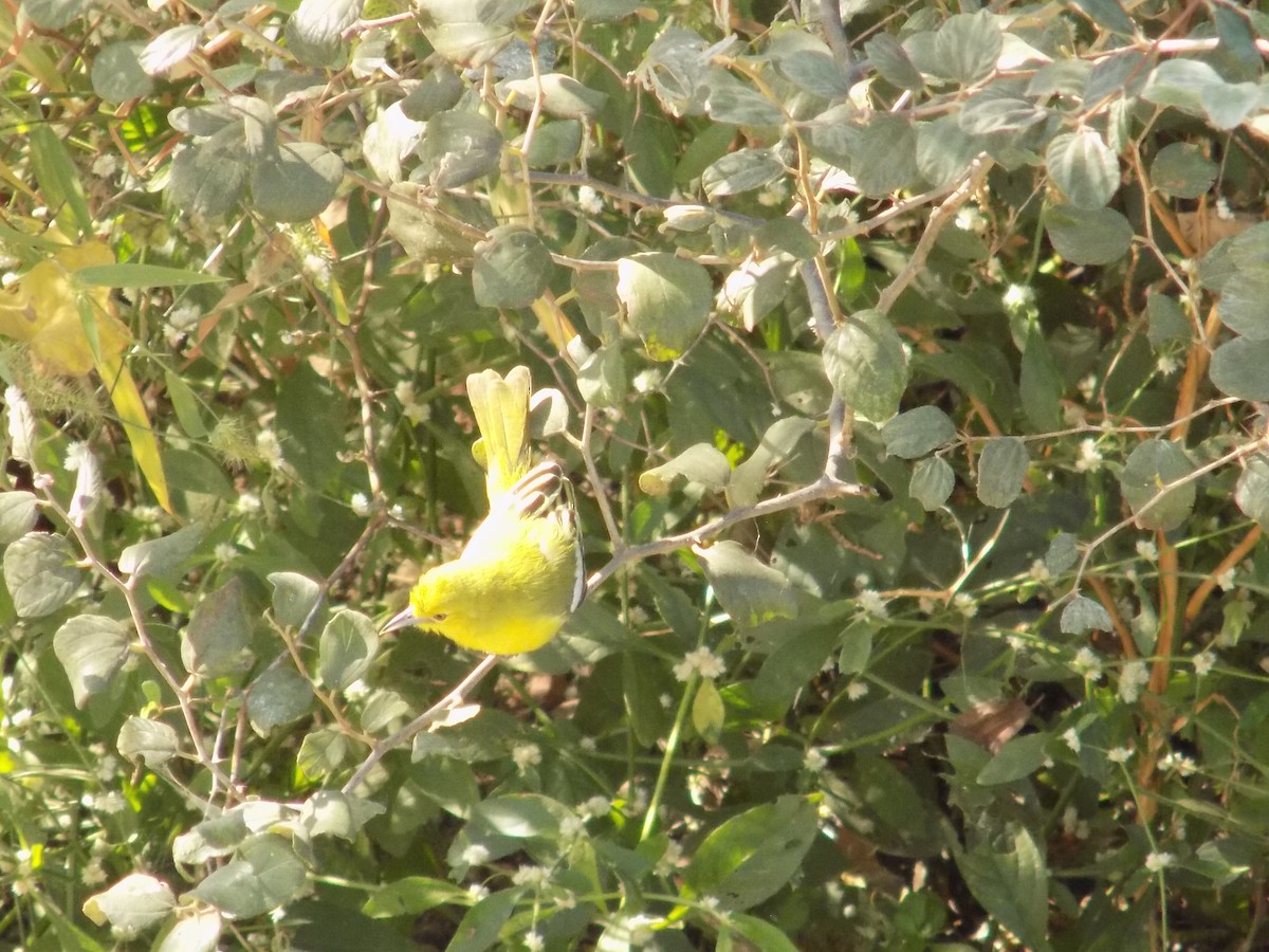 Common Iora - ML646849916