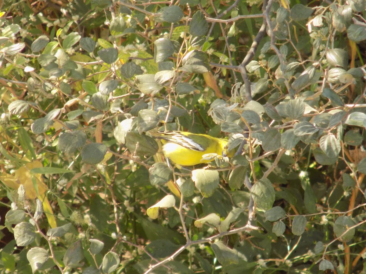 Common Iora - ML646849917