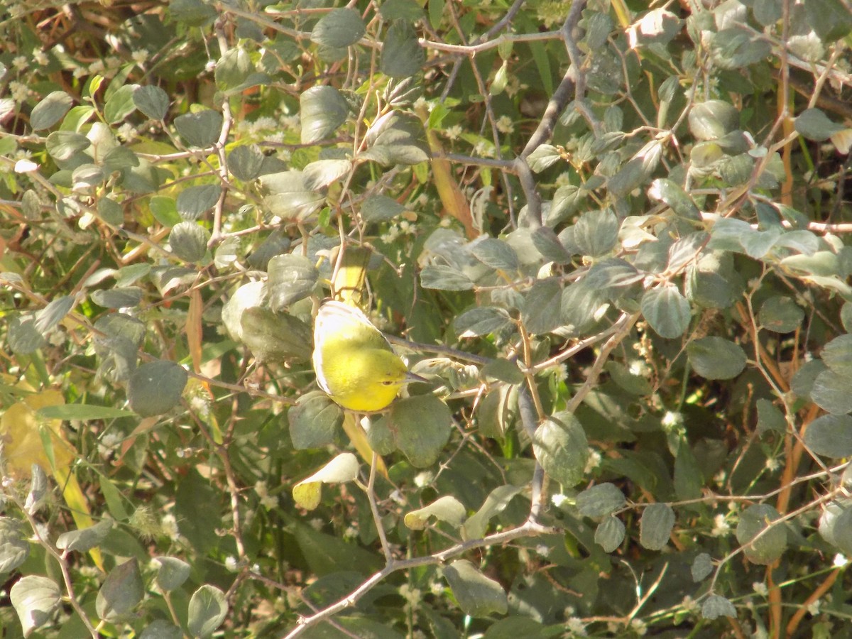 Common Iora - ML646849920