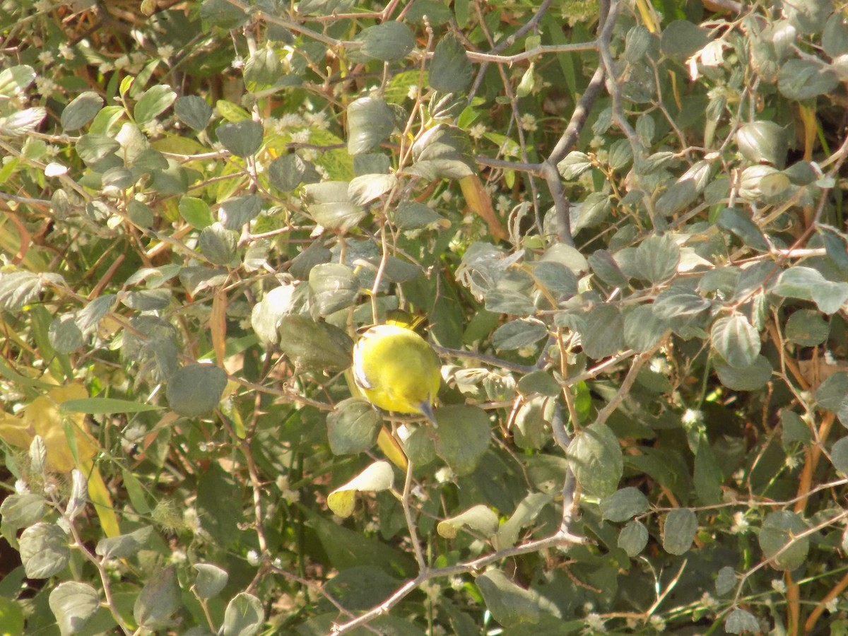 Common Iora - ML646849921