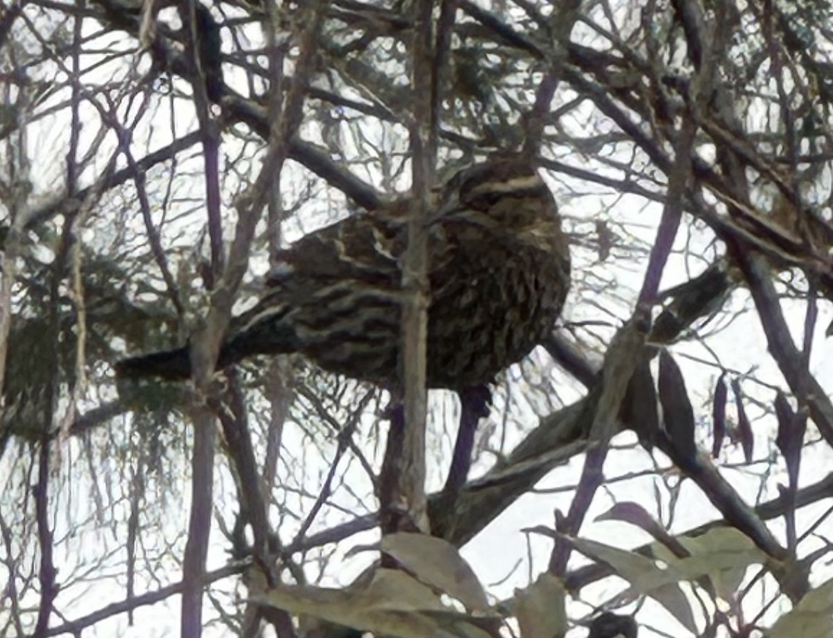 Еполетник червоноплечий - ML646849931