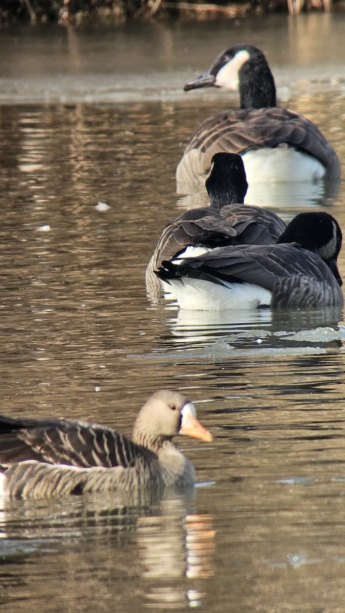 Гуска білолоба - ML646849937