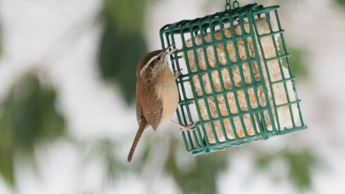 Carolina Wren - ML646849938