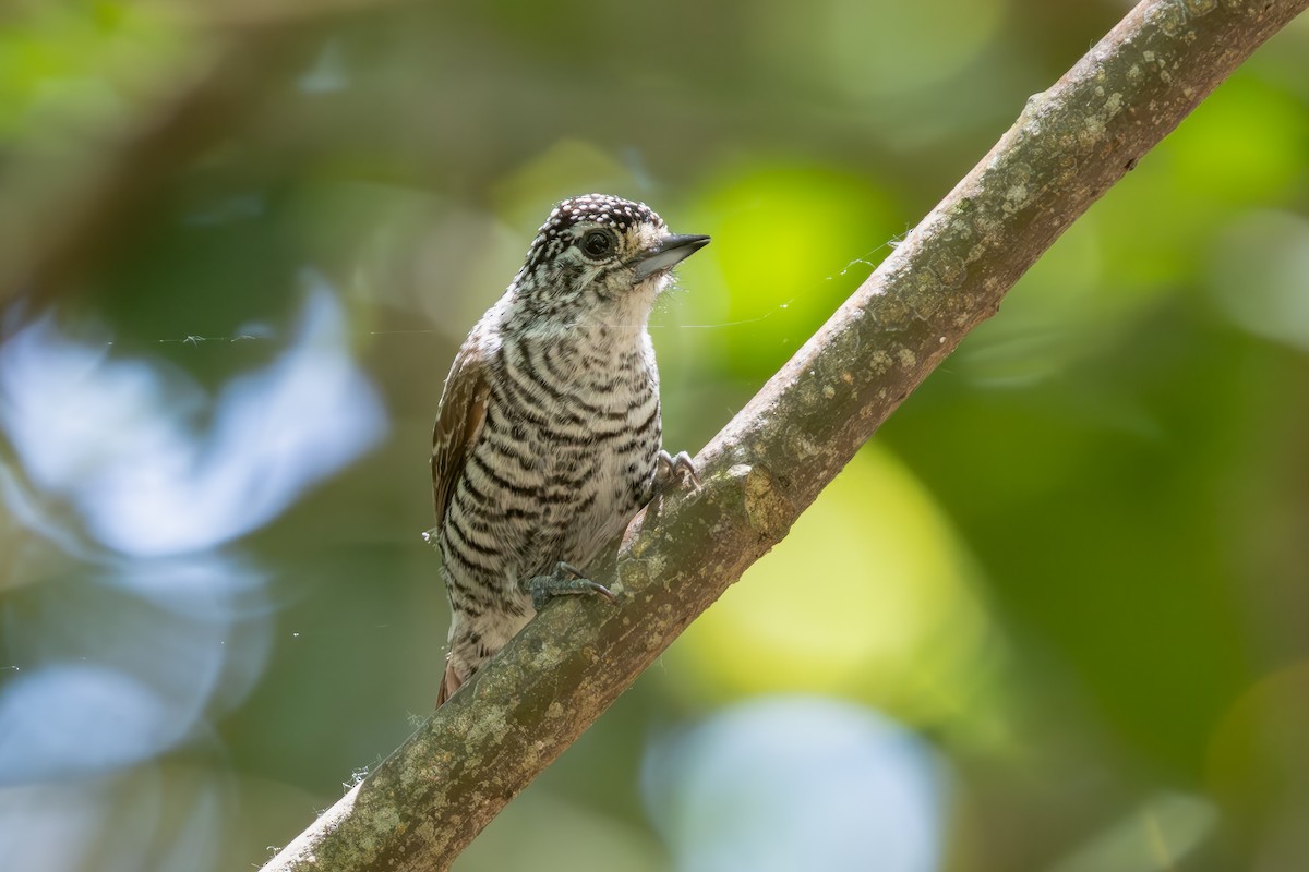 Zebrazwergspecht - ML646849940