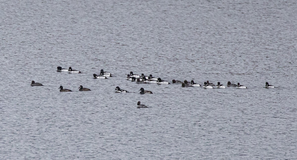 עבראש ירוק - ML646849948
