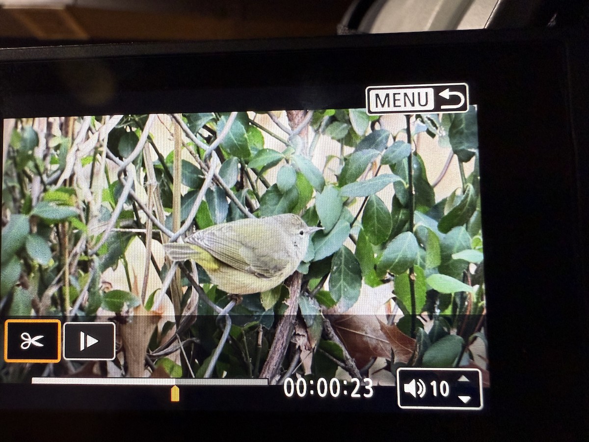 lesňáček hvězdičkový - ML646849955