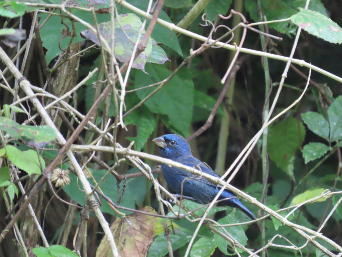 Blue Bunting - ML646849956