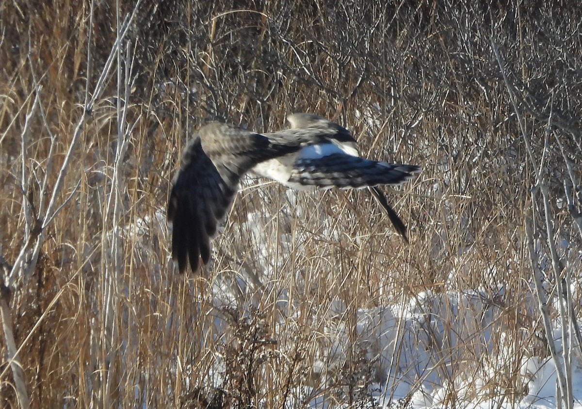 Лунь американський - ML646849957