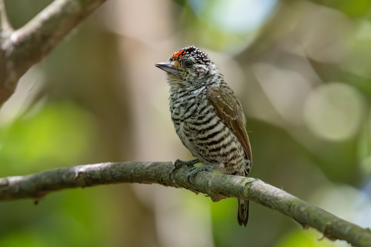 Zebrazwergspecht - ML646849959