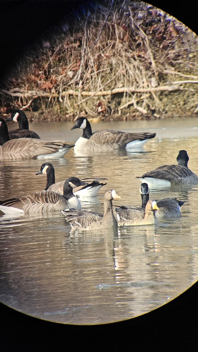 Гуска білолоба - ML646849961