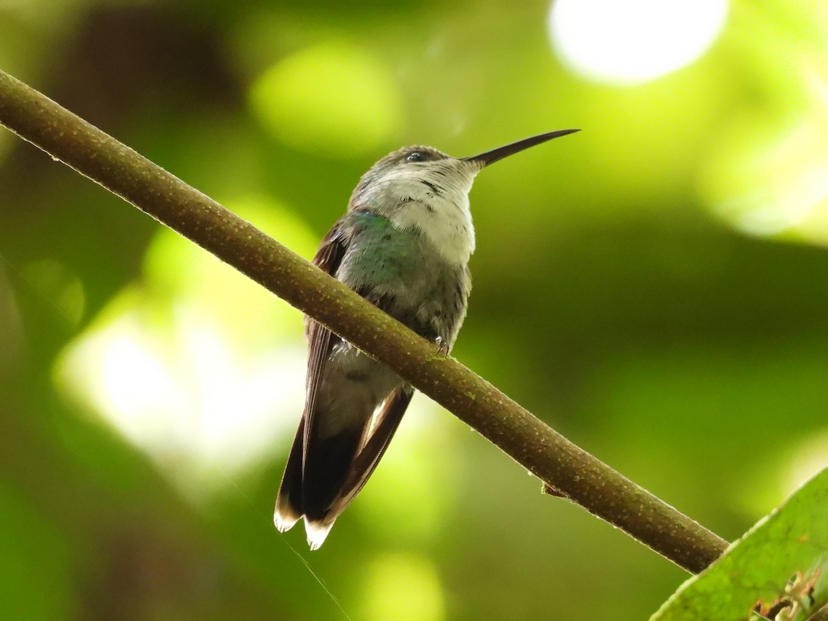 Violettkronennymphe - ML646849963