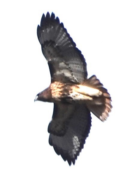 Red-tailed Hawk - ML646849964