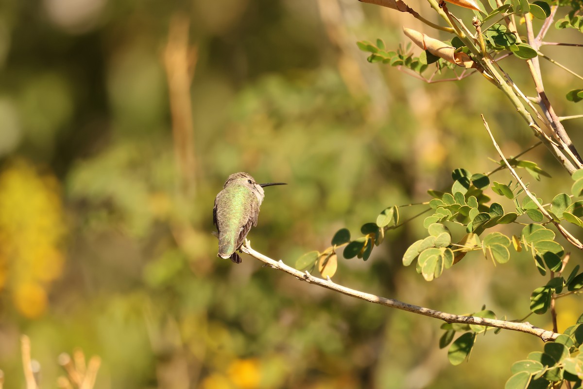 Costa's Hummingbird - ML646849978
