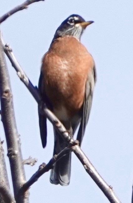 American Robin - ML646849981