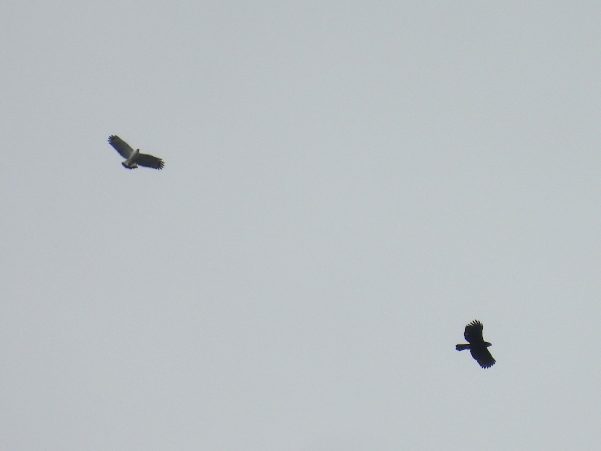 Schneebussard - ML646849987