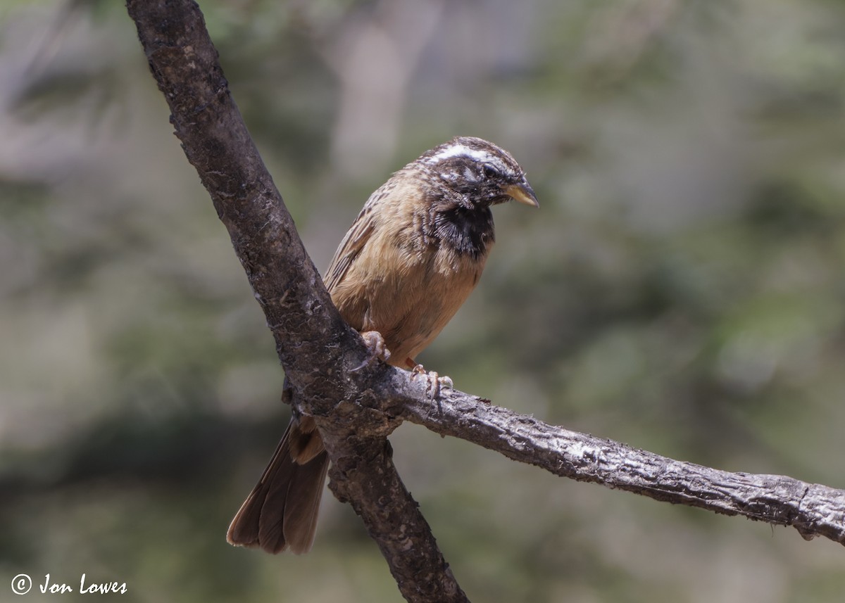 Cinnamon-breasted Bunting - ML646849994