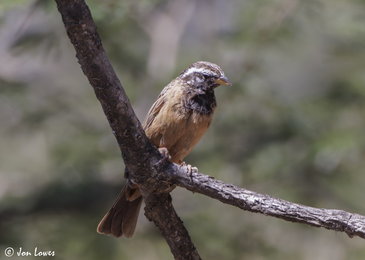 Cinnamon-breasted Bunting - ML646849995