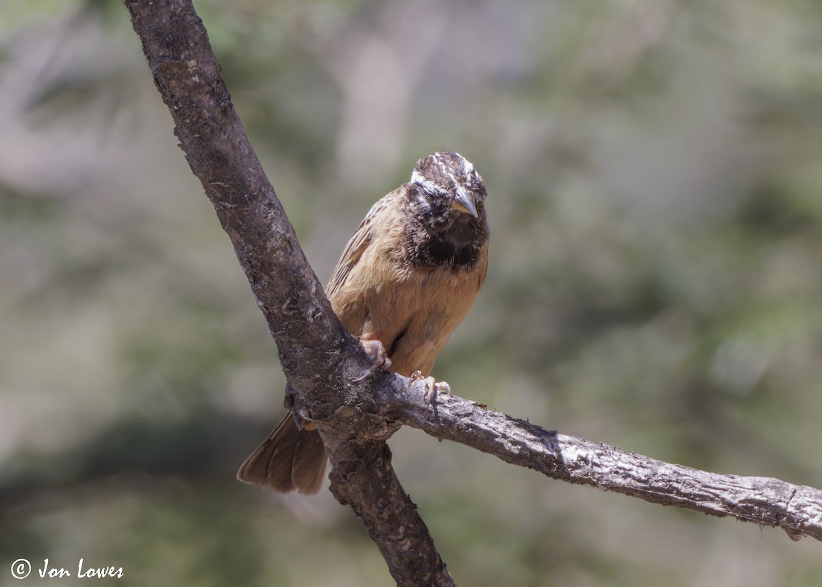 Cinnamon-breasted Bunting - ML646849996