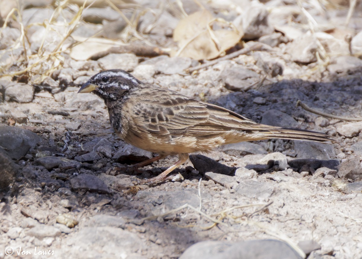 Cinnamon-breasted Bunting - ML646849997