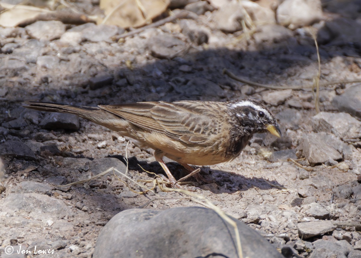 Cinnamon-breasted Bunting - ML646849998