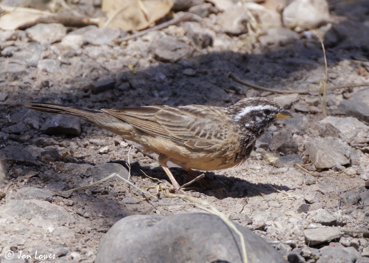 Cinnamon-breasted Bunting - ML646849999