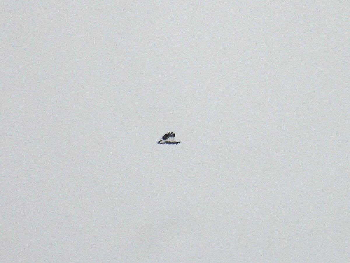 Schneebussard - ML646850004