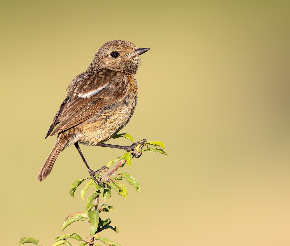 Tarabilla Europea - ML646850015