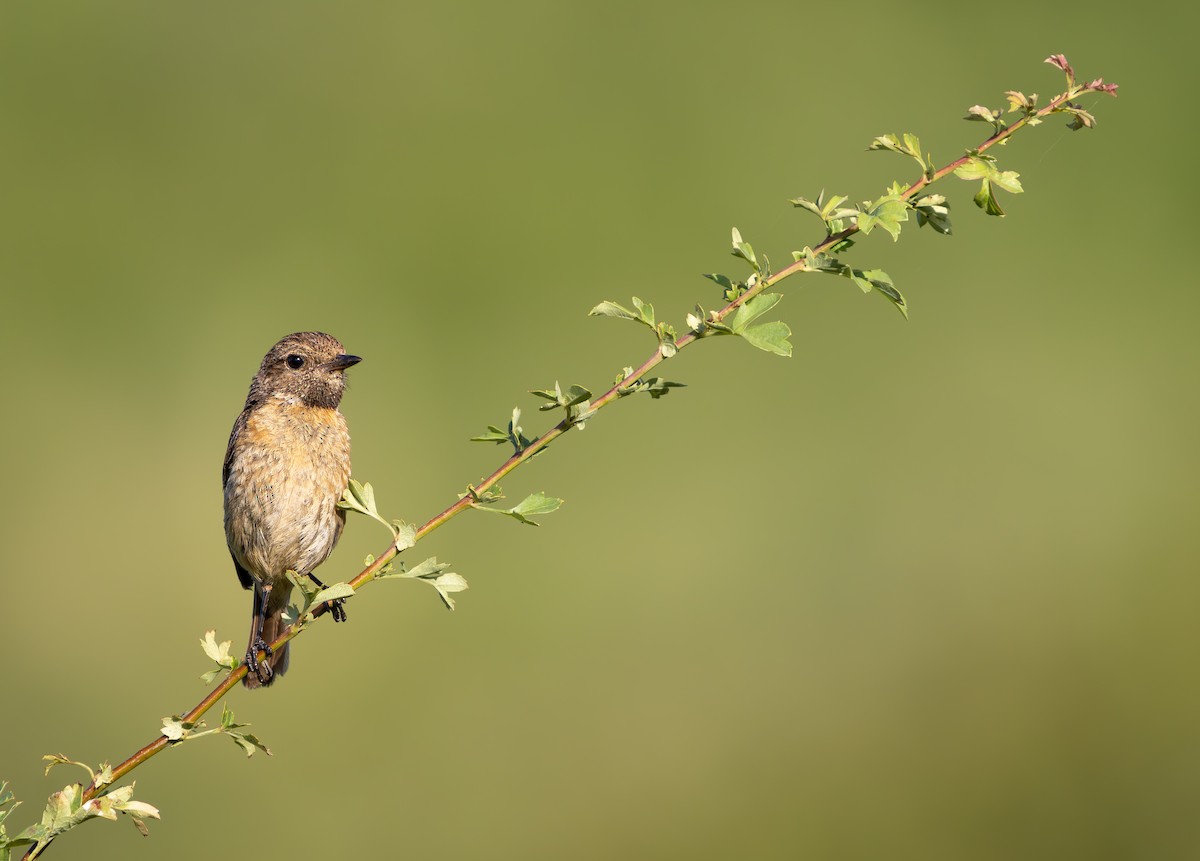 Tarabilla Europea - ML646850016