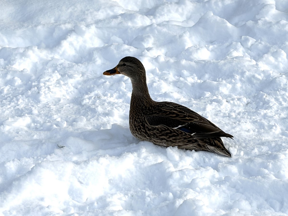 Germano reale - ML646850024