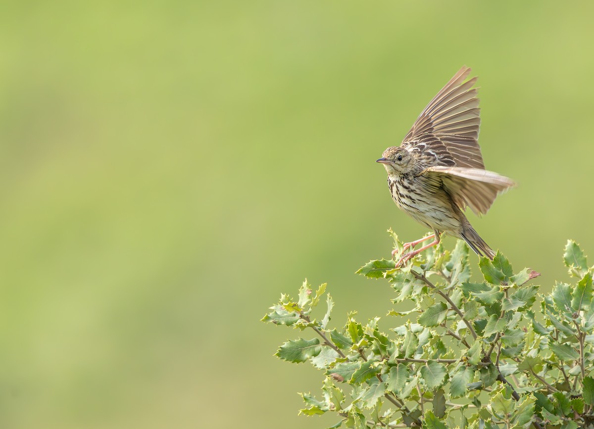 Bisbita Arbóreo - ML646850025