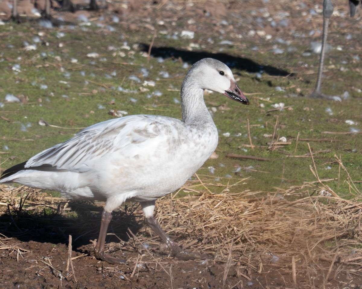 Snow Goose - ML646850026