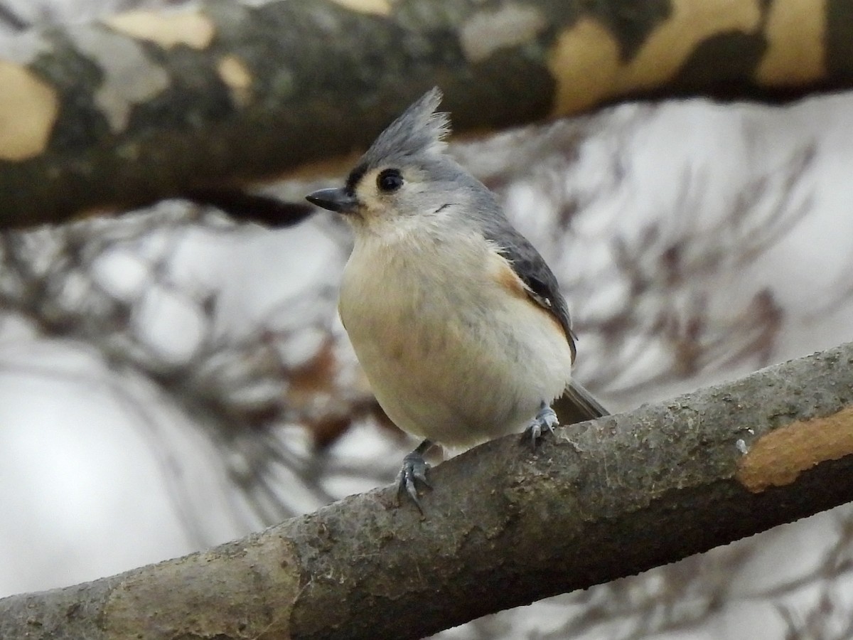 エボシガラ - ML646850027