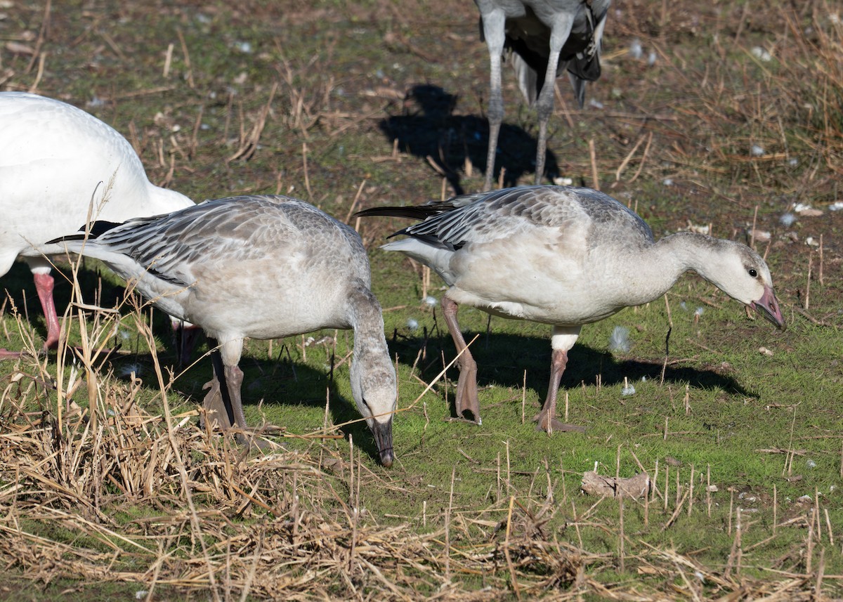 Snow Goose - ML646850028