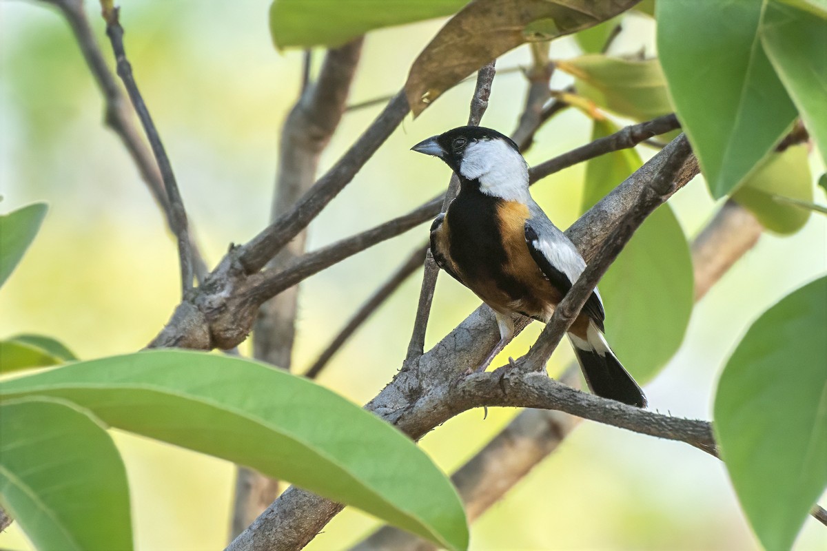 Meisentangare - ML646850029