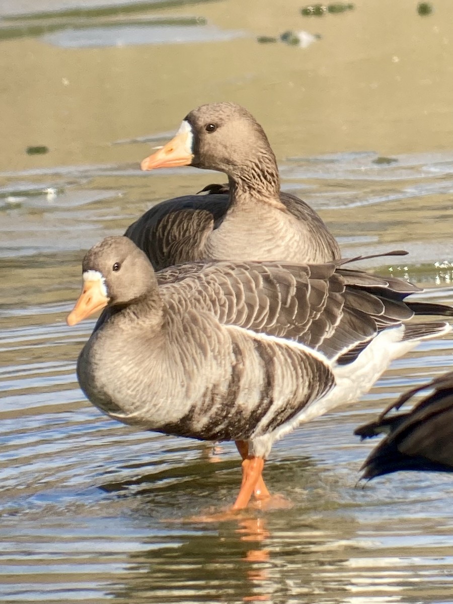 Greater White-fronted Goose - ML646850042