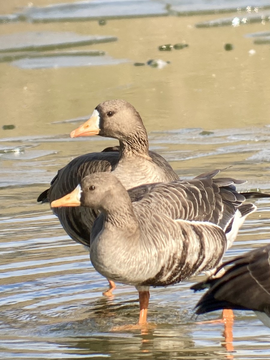 Greater White-fronted Goose - ML646850043