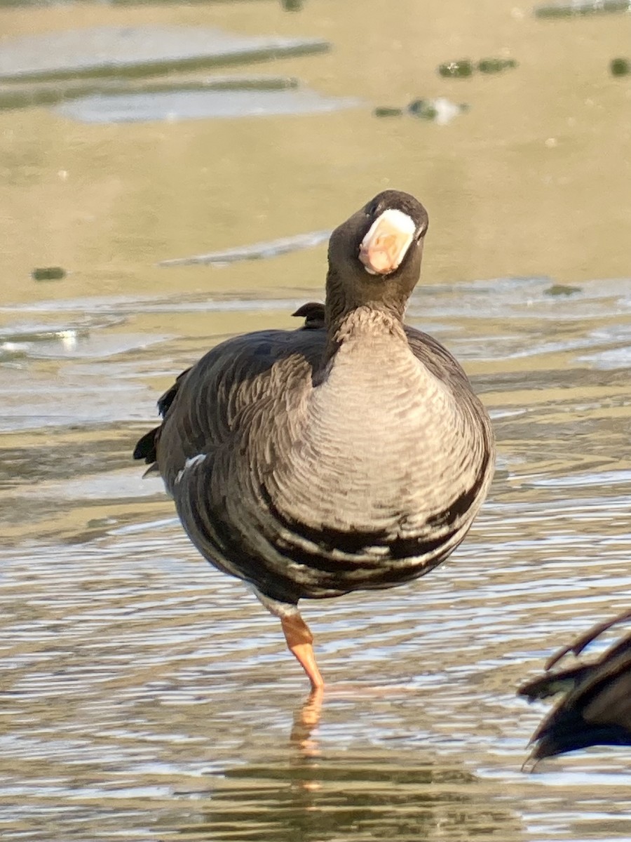 Greater White-fronted Goose - ML646850044