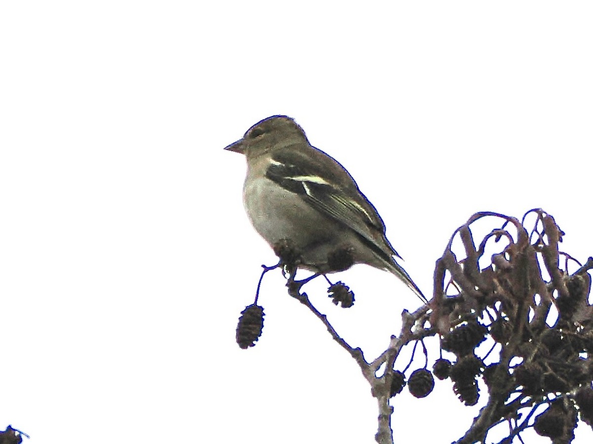 Common Chaffinch - ML646850045