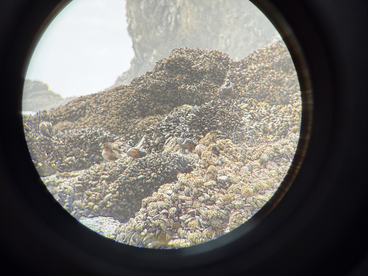 Каменушка - ML646850046