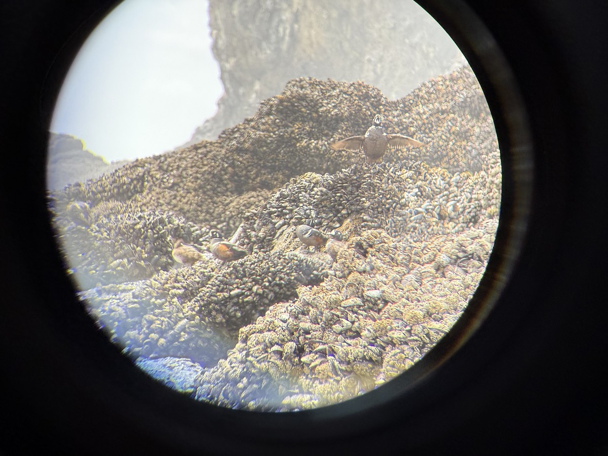 Каменушка - ML646850047