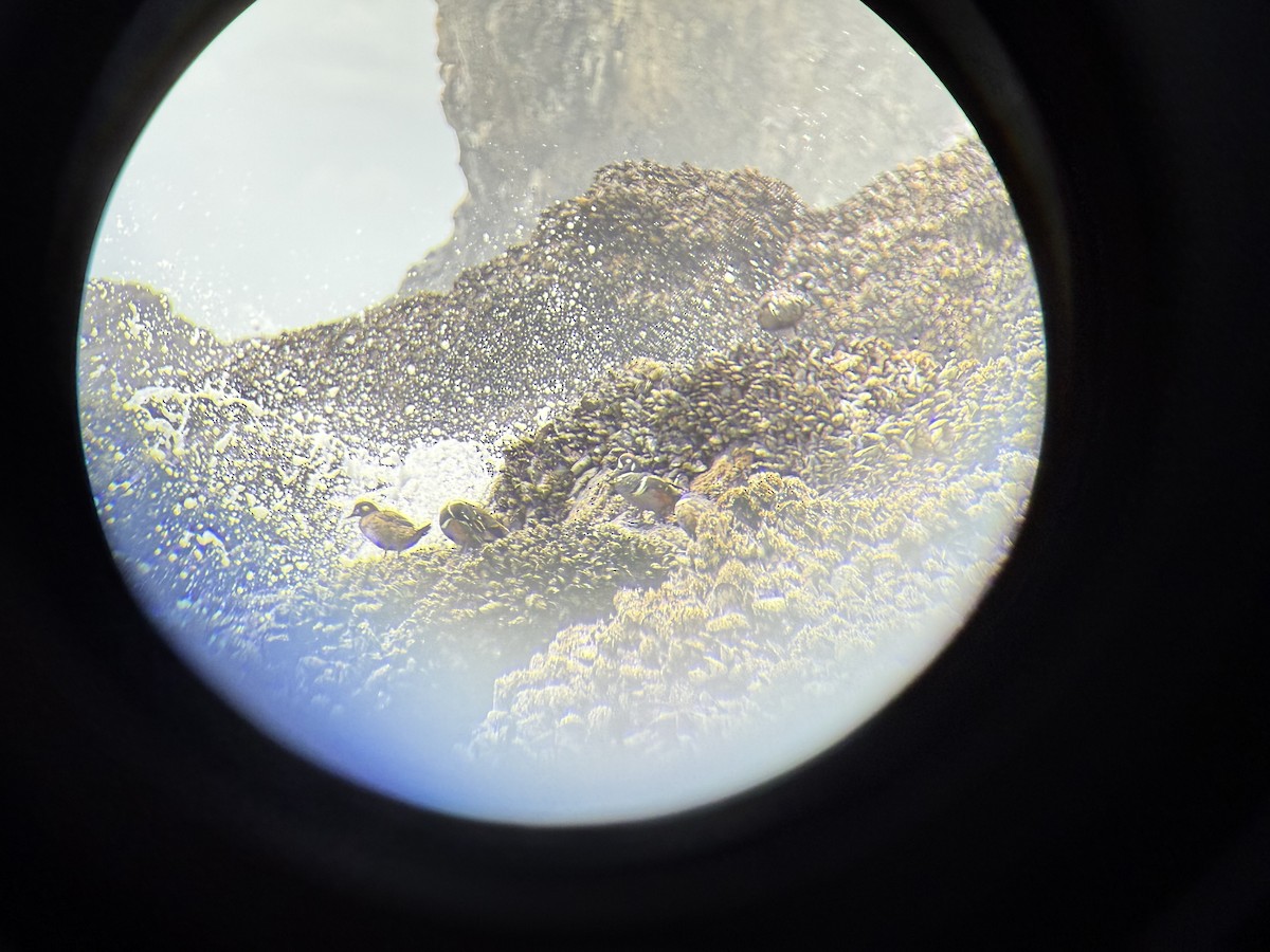 Каменушка - ML646850048