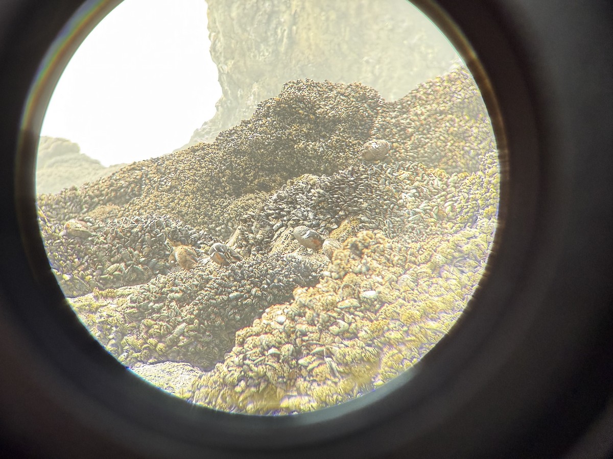 Каменушка - ML646850049