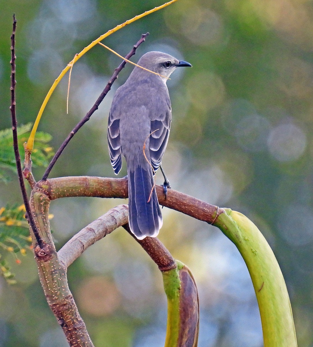 Tropical Mockingbird (Southern) - ML646850051