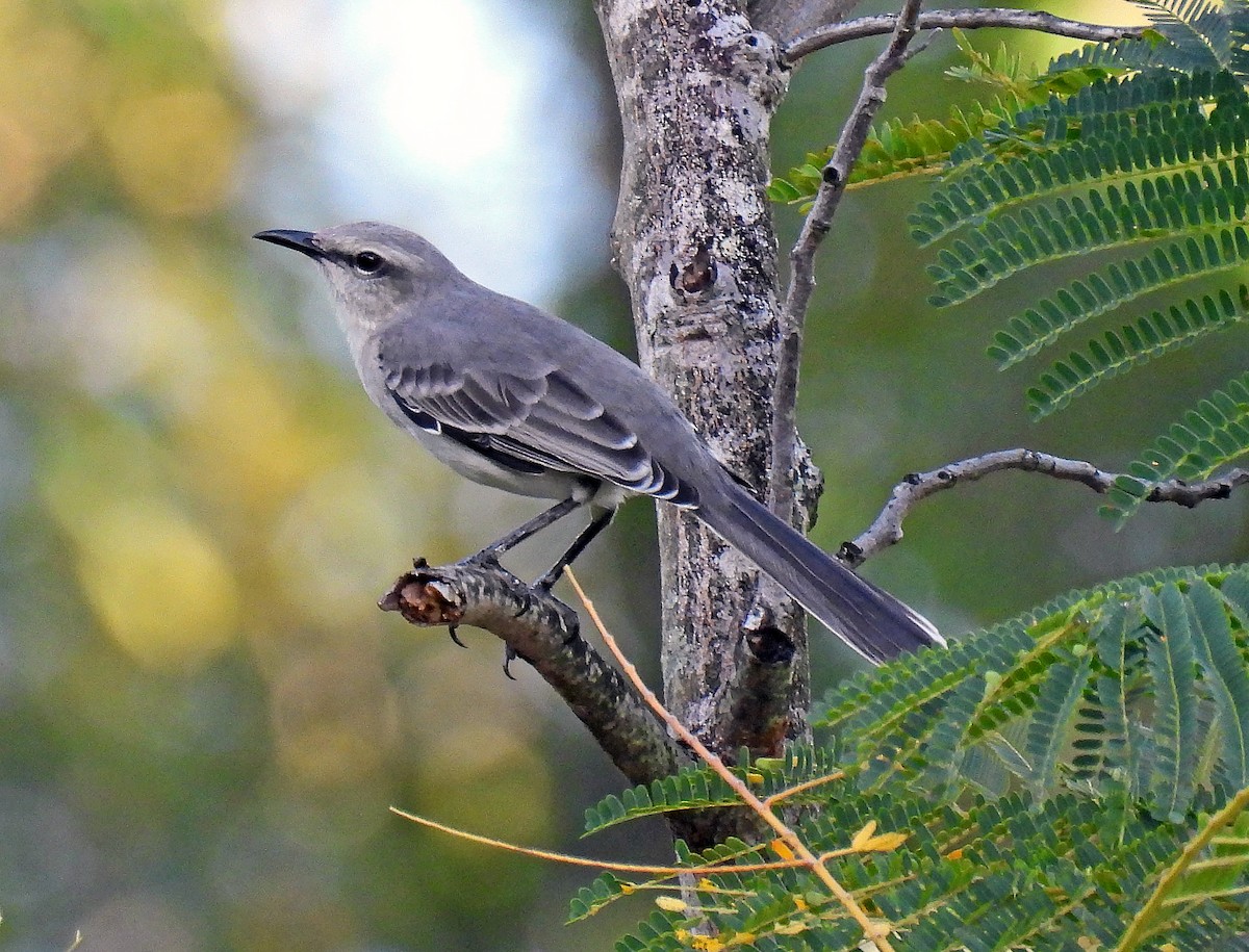 Tropical Mockingbird (Southern) - ML646850052
