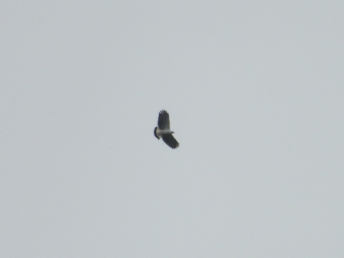 Schneebussard - ML646850054